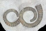 Multiple Devonian Ammonites (Anetoceras) on Rock - Morocco #87255-1